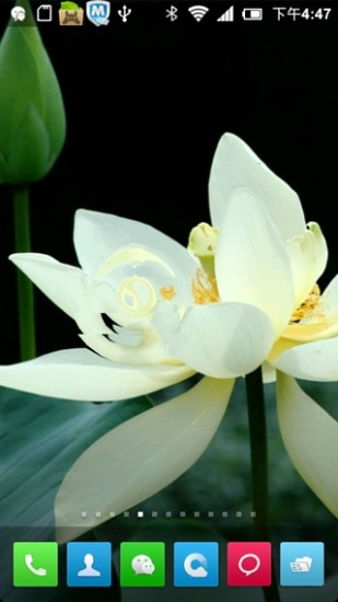 荷花动态壁纸 荷花动态壁纸下载