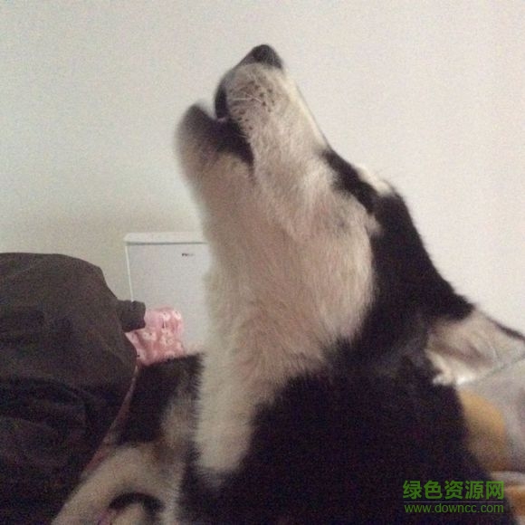 狗叫声大全mp3 狗叫声大全mp3