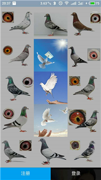 中国信鸽排名app