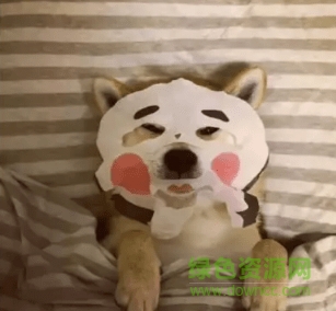 柴犬贴面膜gif