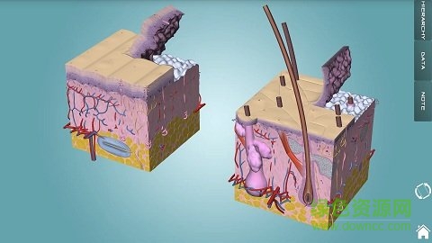 3d人体解剖学图集软件