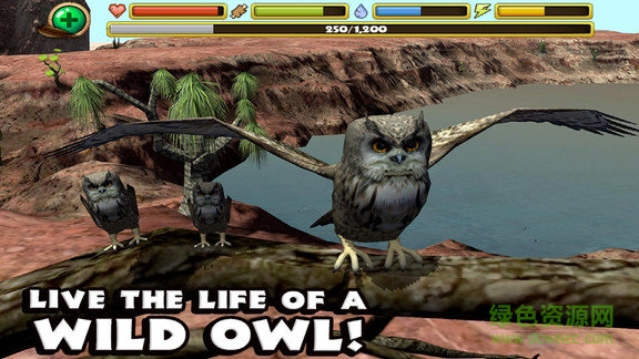 终极猫头鹰模拟器下载
