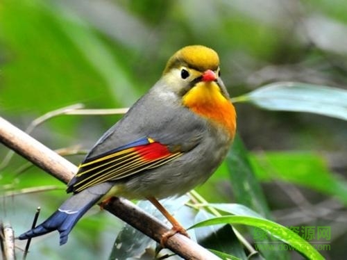 相思鸟叫声大全集 相思鸟叫声mp3免费版