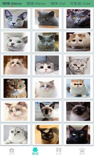 晋江猫语翻译器app